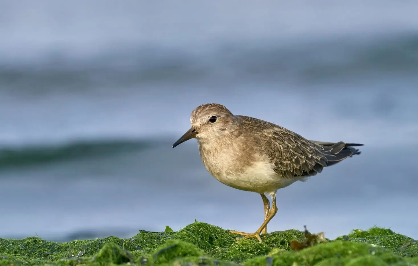 Temmincks Strandloper