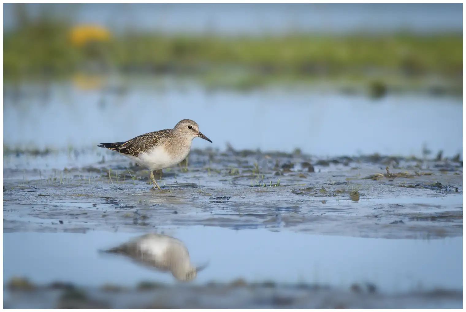 Temmincks Strandloper