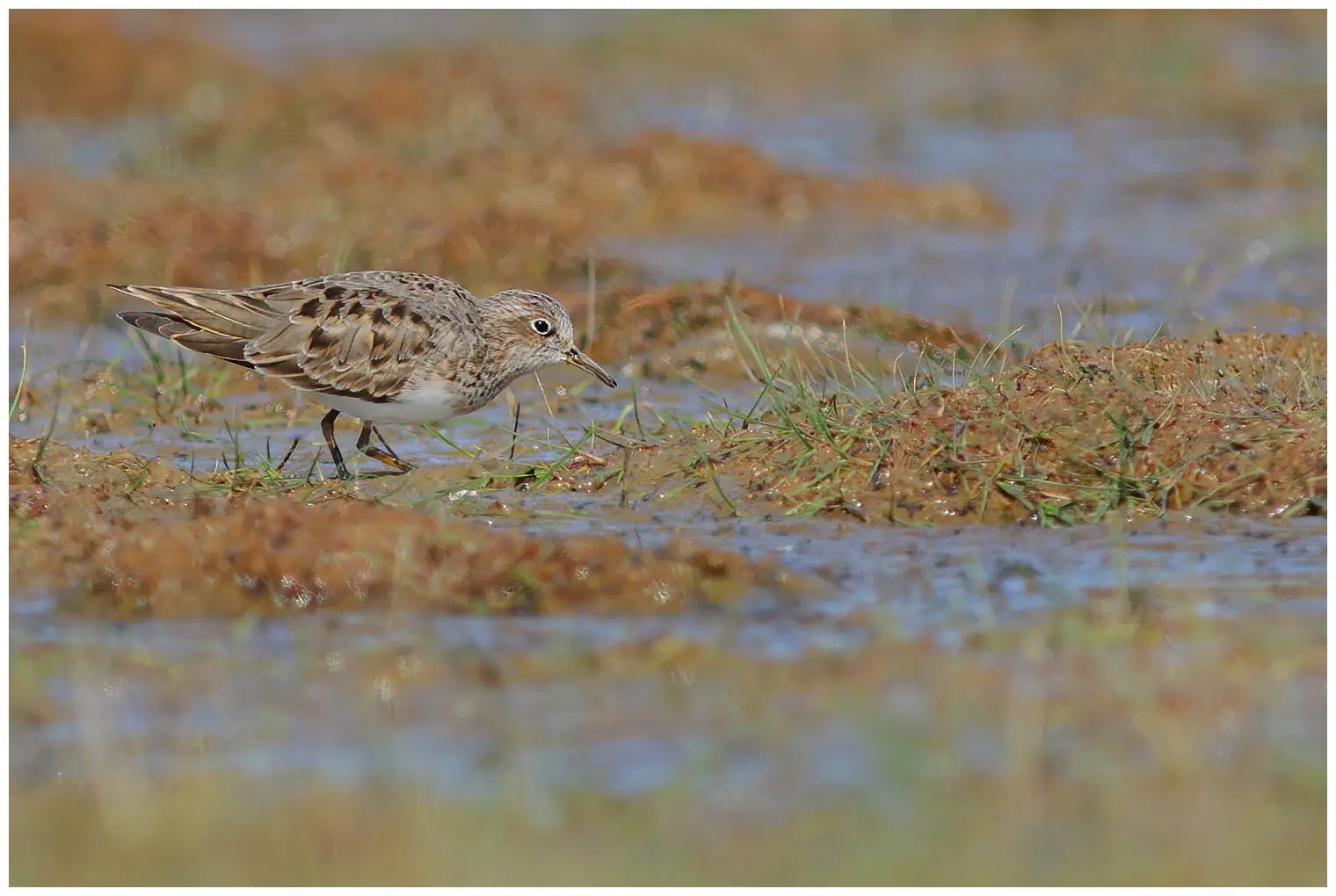 Temmincks Strandloper