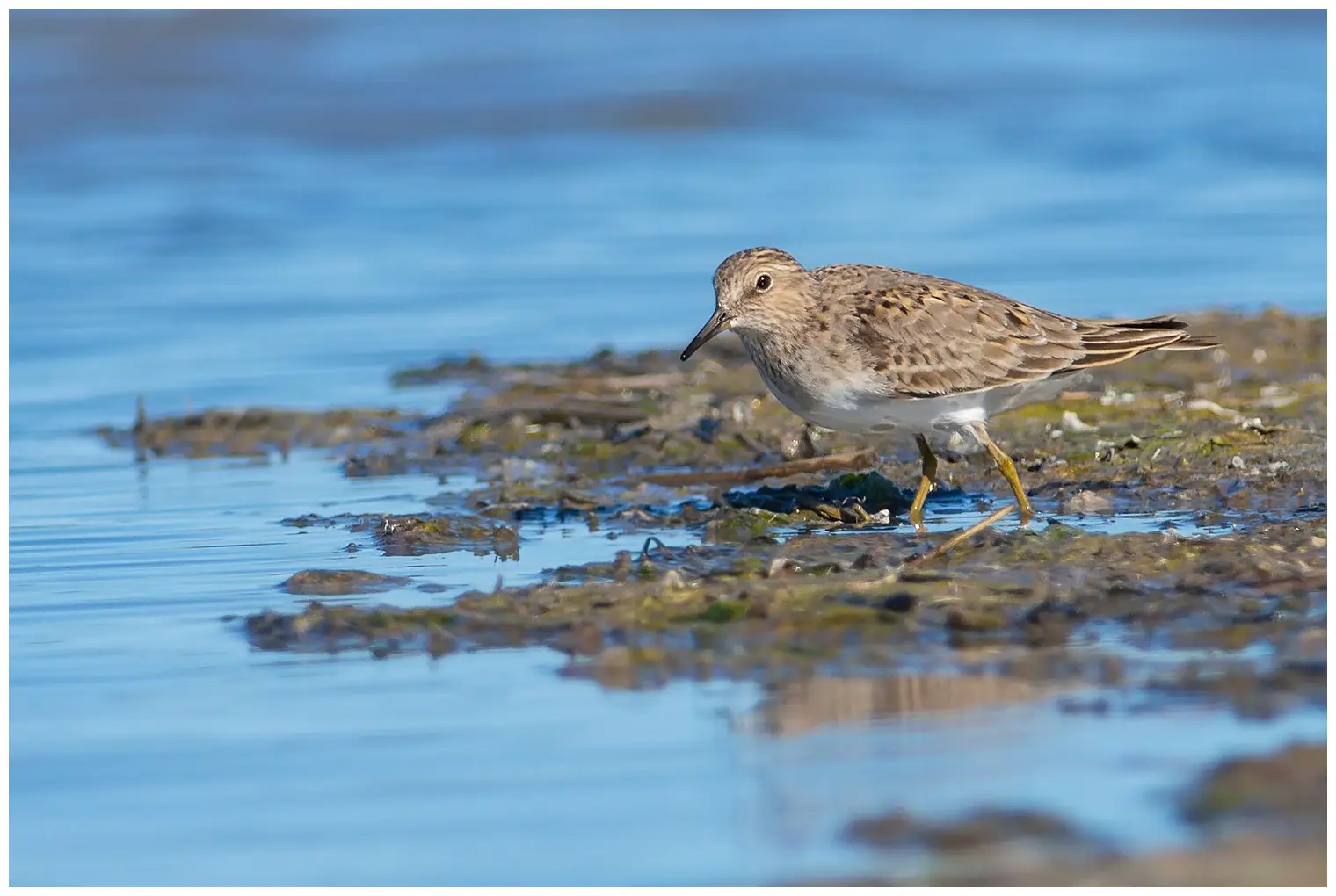 Temmincks Strandloper