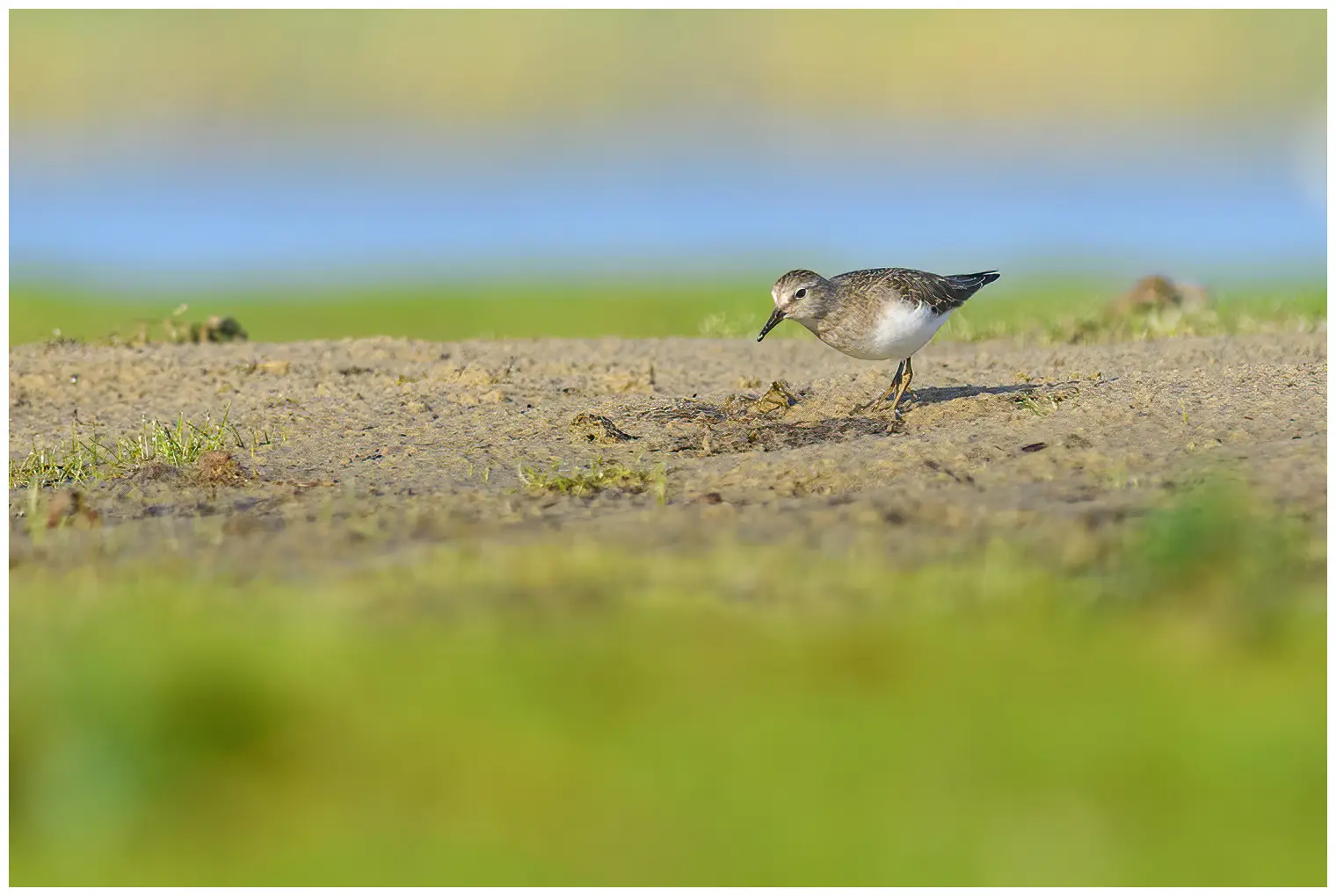 Temmincks Strandloper