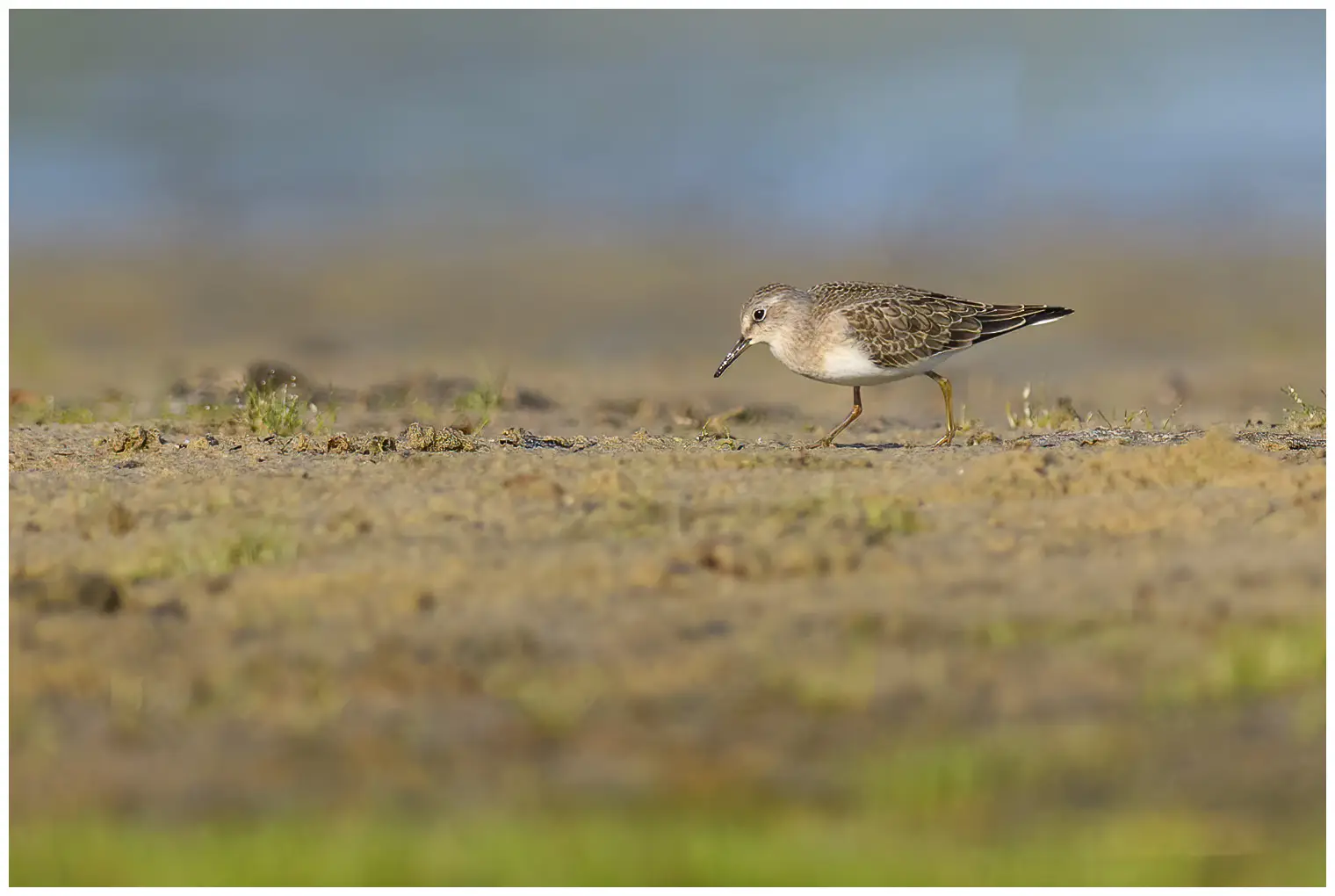 Temmincks Strandloper