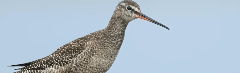 Zwarte Ruiter