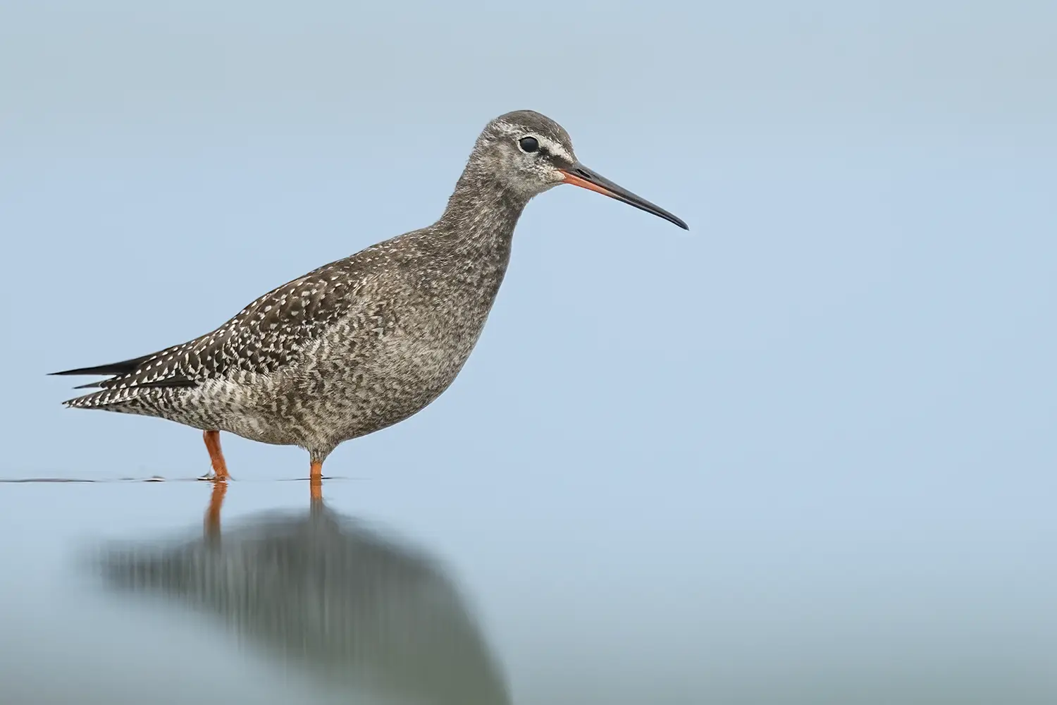 Zwarte Ruiter
