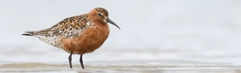Krombekstrandloper