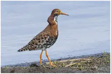 Kemphaan