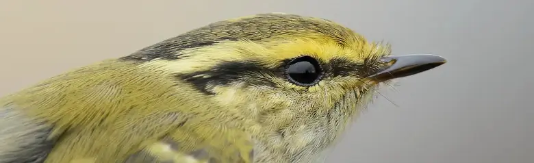 Pallas' Boszanger. Close-up van het hoofd, waar je de sterke, heldere wenkbrauwstreep kunt zien, die oranjegeel is voor het oog.