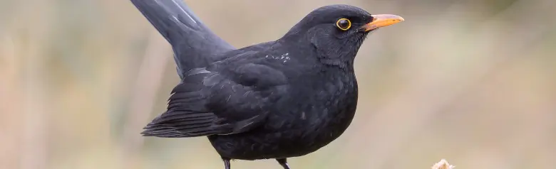 Merel. Zittend op een tak met de staart bijna verticaal in de lucht. Duidelijke gele cirkel rond het oog (mannetje).