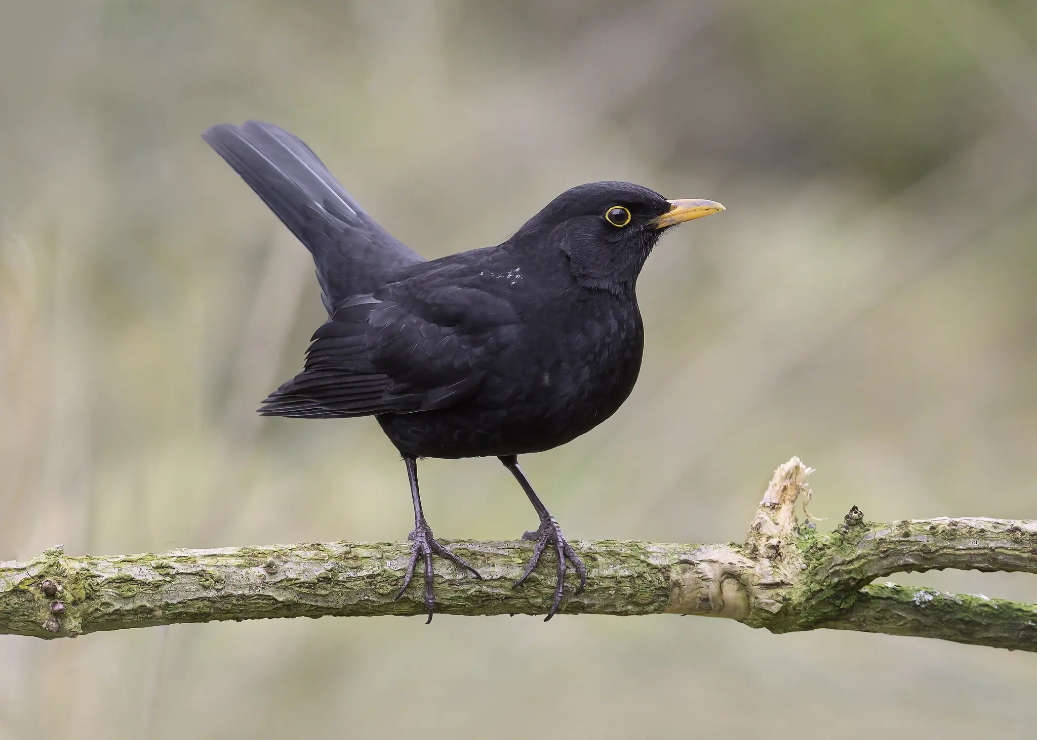 Merel. Zittend op een tak met de staart bijna verticaal in de lucht. Duidelijke gele cirkel rond het oog (mannetje).