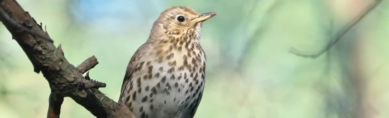 Zanglijster. De onderkant van de vogel is licht met donkere vlekken. De vlekken zijn driehoekig, als pijlpunten.