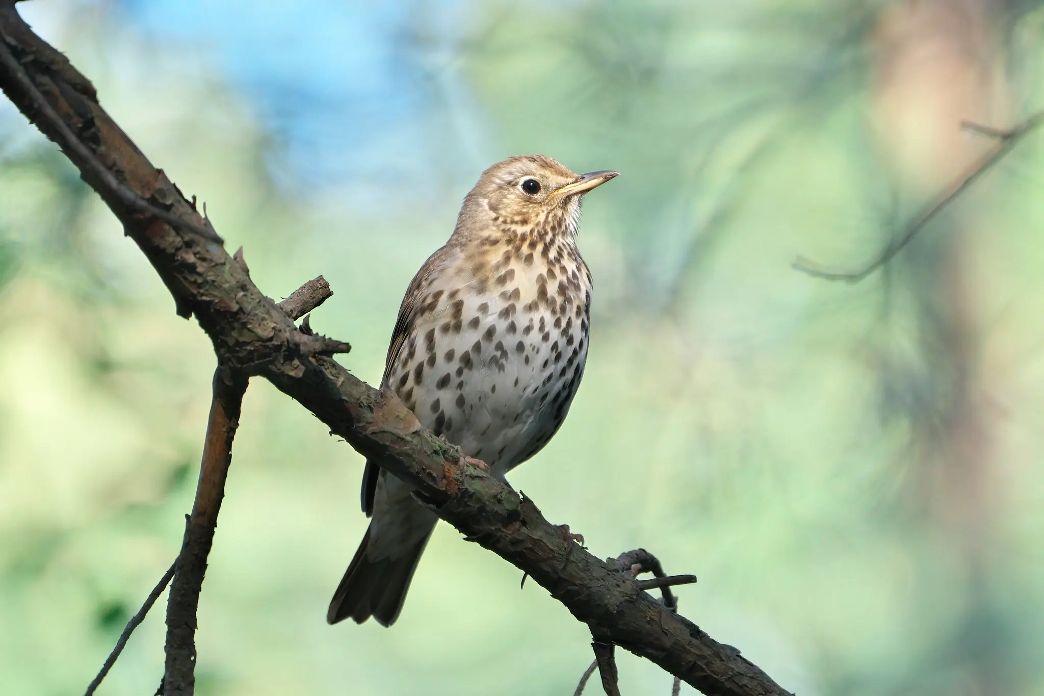 Zanglijster. De onderkant van de vogel is licht met donkere vlekken. De vlekken zijn driehoekig, als pijlpunten.