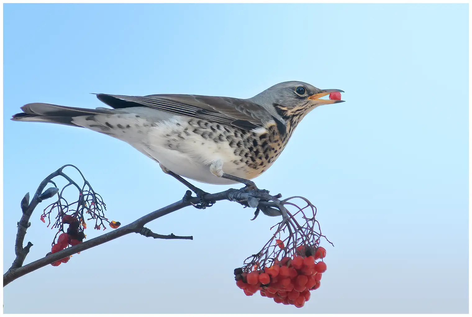 Kramsvogel