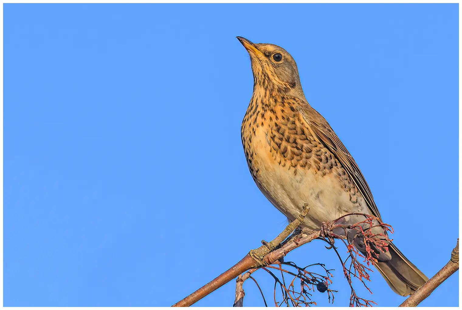 Kramsvogel