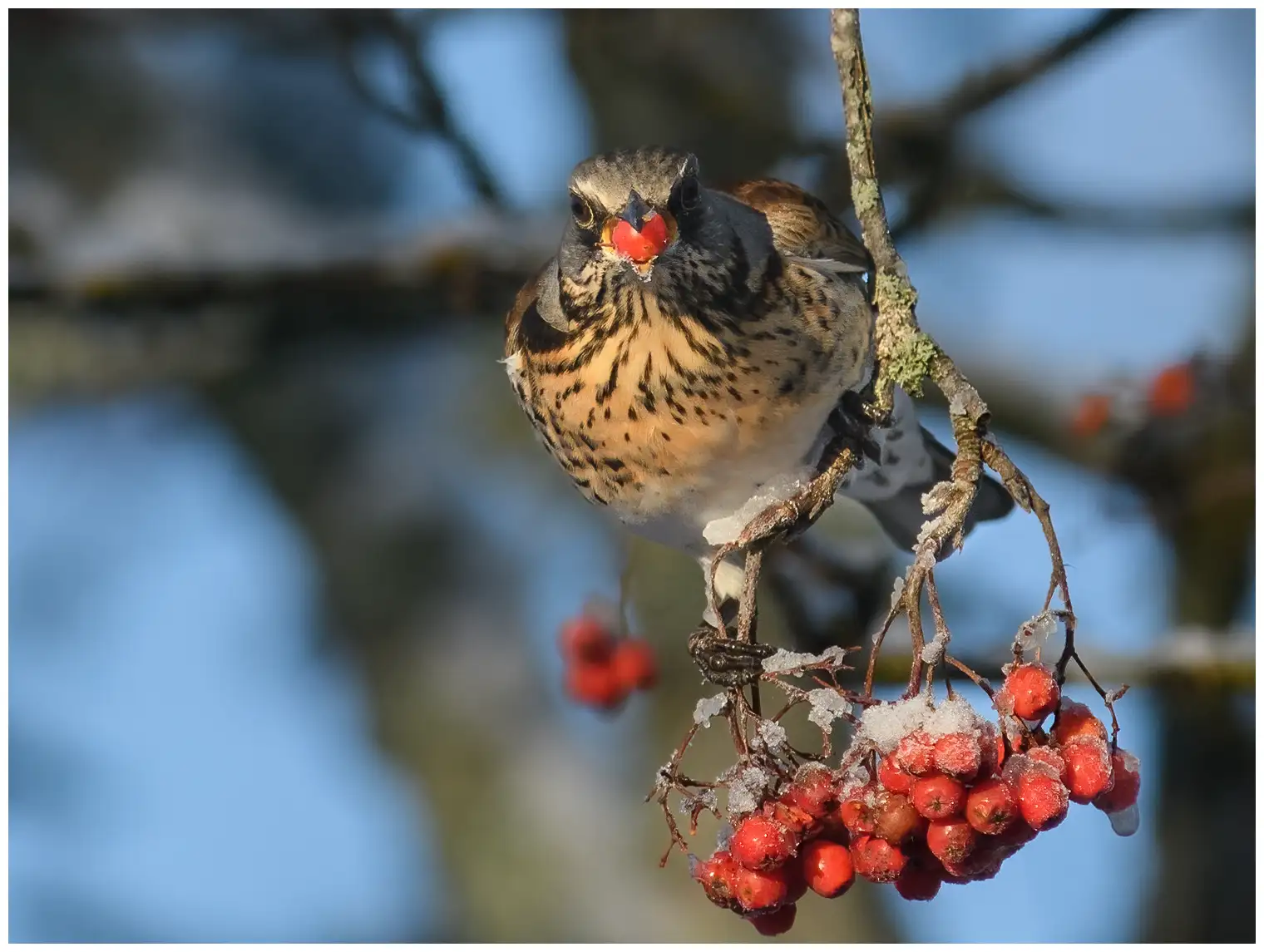 Kramsvogel
