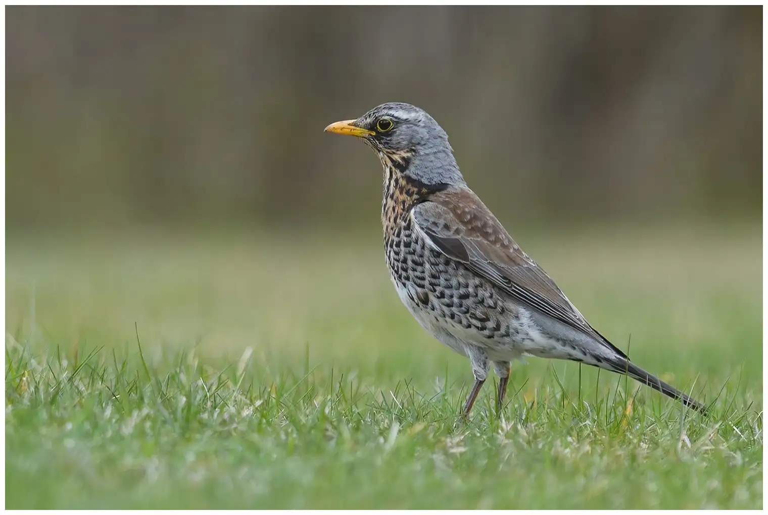 Kramsvogel