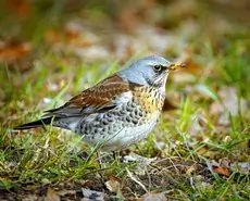 Kramsvogel