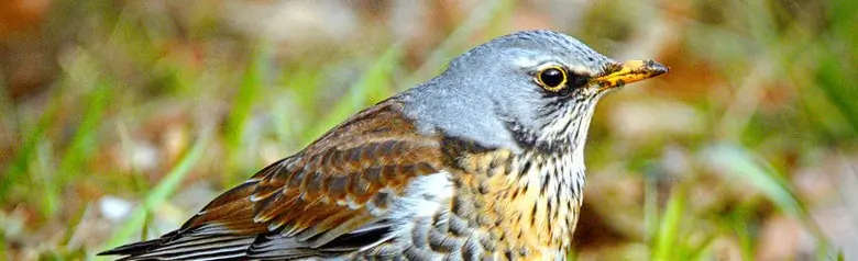 Kramsvogel. Zittend op de grond. Grijze kop, donkerbruine rug en vlekken op een gouden borst. Witte buik.