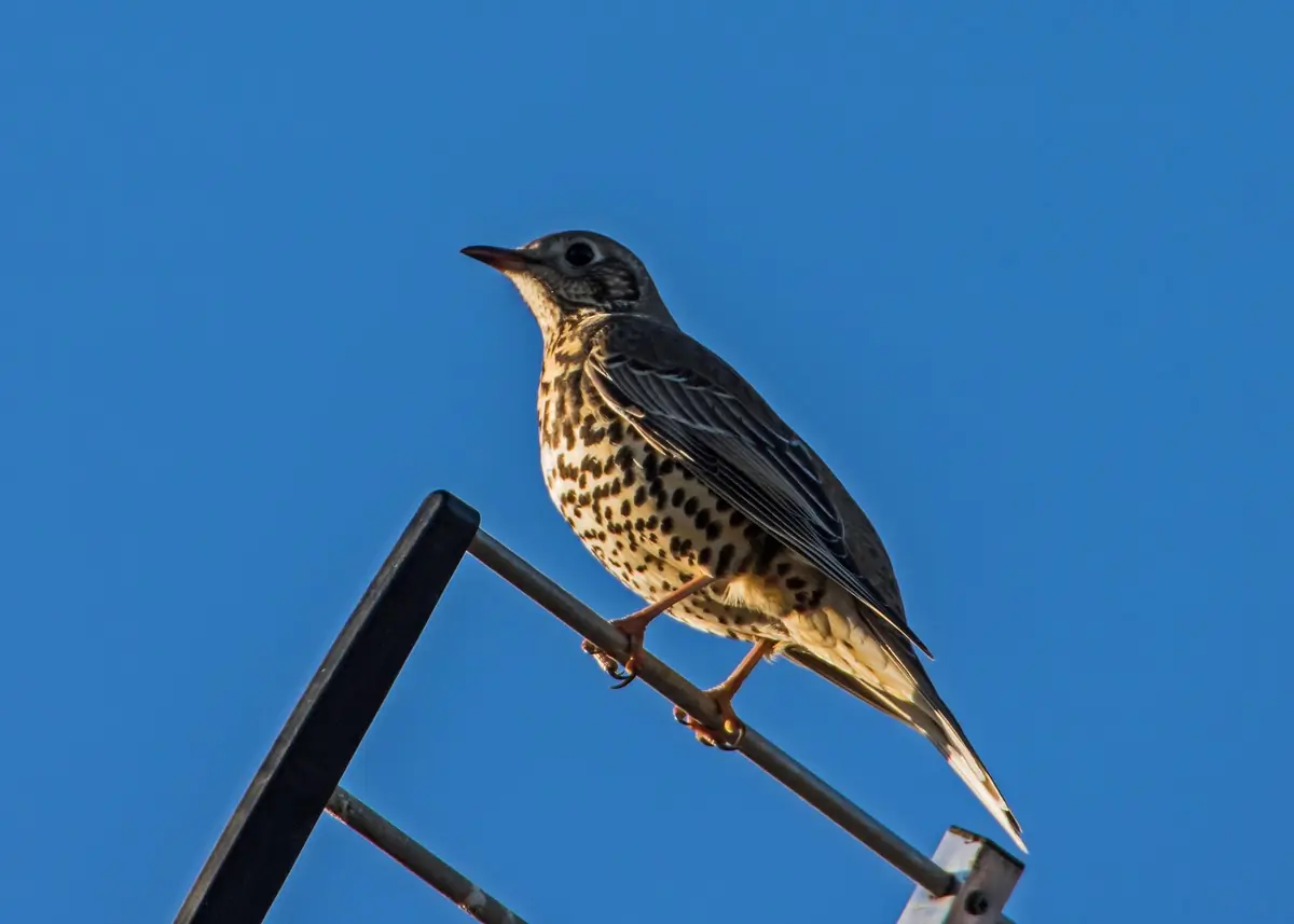 Grote Lijster. Hier in de top van een boom. De bovenkant is grijs en de onderkant is wit met grote, donkere, ronde vlekken.
