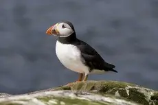 Papegaaiduiker