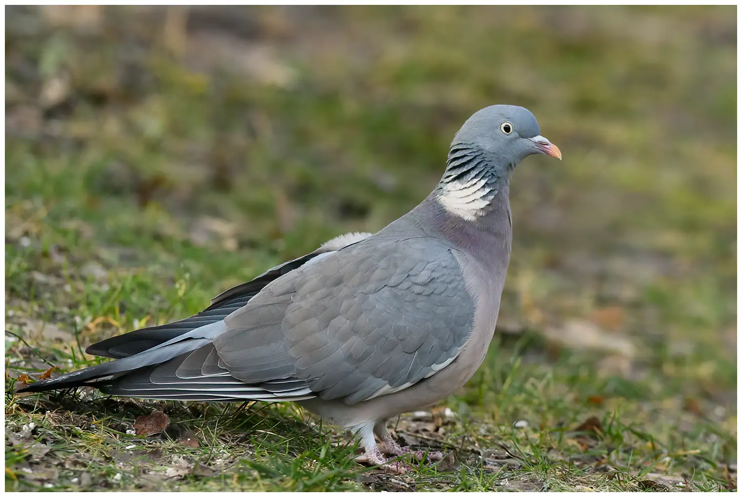 Houtduif