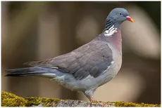 Houtduif