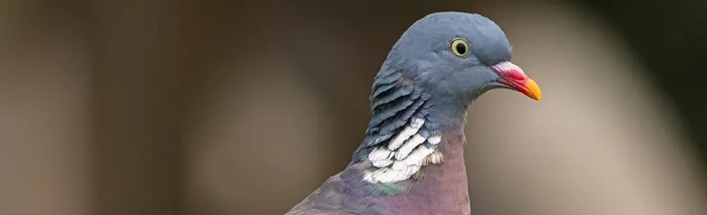 Houtduif. Hier gezien op een tak. Grote duif met blauwgrijze kleuren en witte aftekeningen op de vleugels en nek.