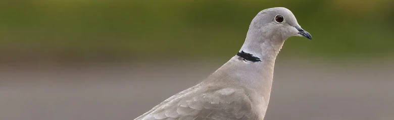 Turkse Tortel. Een kleinere duif, maar erg elegant. Hier staand op de grond. Grijze vogel met zwarte nekstreep.