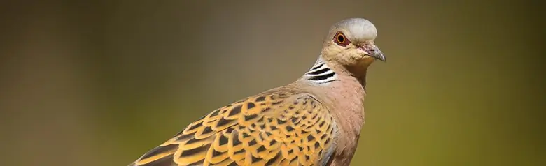 Zomertortel. Zittend op een tak. Oranjebruin, zwartgespikkelde vleugels. Zwart-witte strepen in de nek.