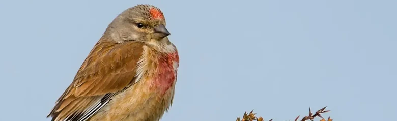 Kneu. Boven aan een doornstruik. Roodbruine rug en witte randen op de vleugels. Twee rode borstvlekken en een rood voorhoofd.
