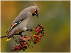 Pestvogel