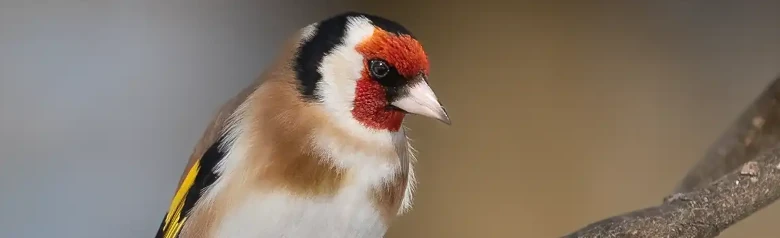 Putter. Zittend op een tak. Rood, wit en zwart gezicht. Gele vleugelbanden op de zwarte vleugels.