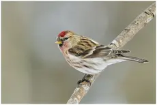 Grote Barmsijs