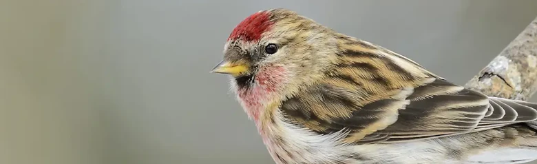 Grote Barmsijs. Zittend op een tak. Een kleine, gestreepte vink met een korte, gele snavel, zwarte slab en een rode vlek op de voorkant van zijn kop.