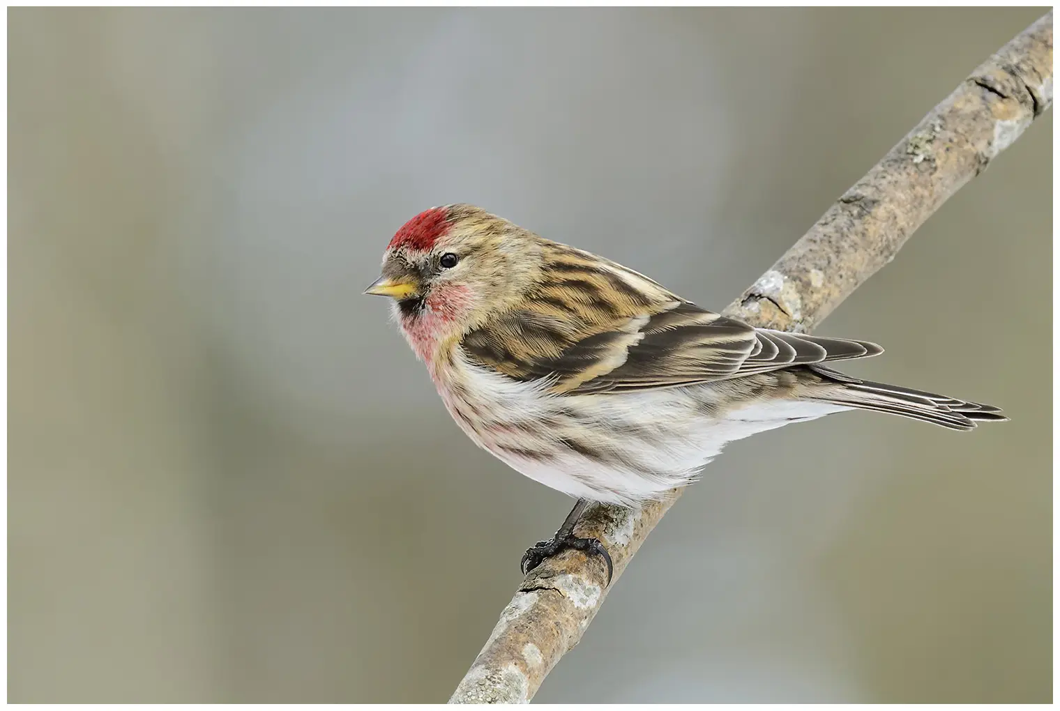 Grote Barmsijs. Zittend op een tak. Een kleine, gestreepte vink met een korte, gele snavel, zwarte slab en een rode vlek op de voorkant van zijn kop.