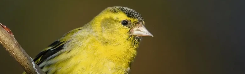 Sijs. Op een tak. Groene rug, gele vleugelbanden, gele kopstreep en gele borstzijden. De stuit en kin zijn zwart.