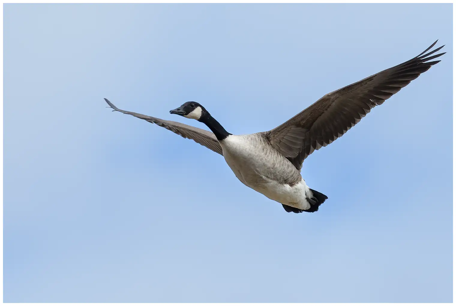 Atlantische Canadese Gans