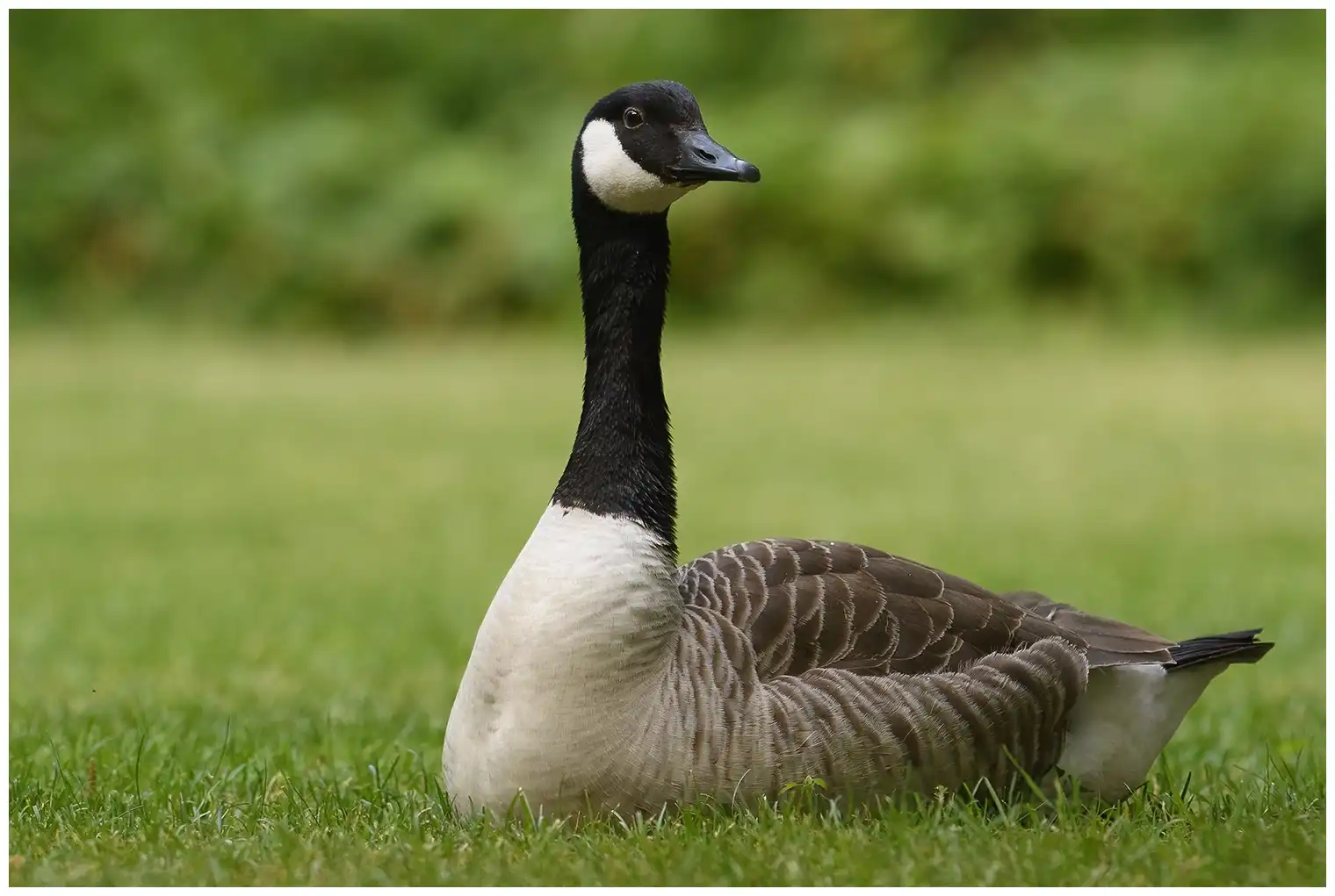 Atlantische Canadese Gans