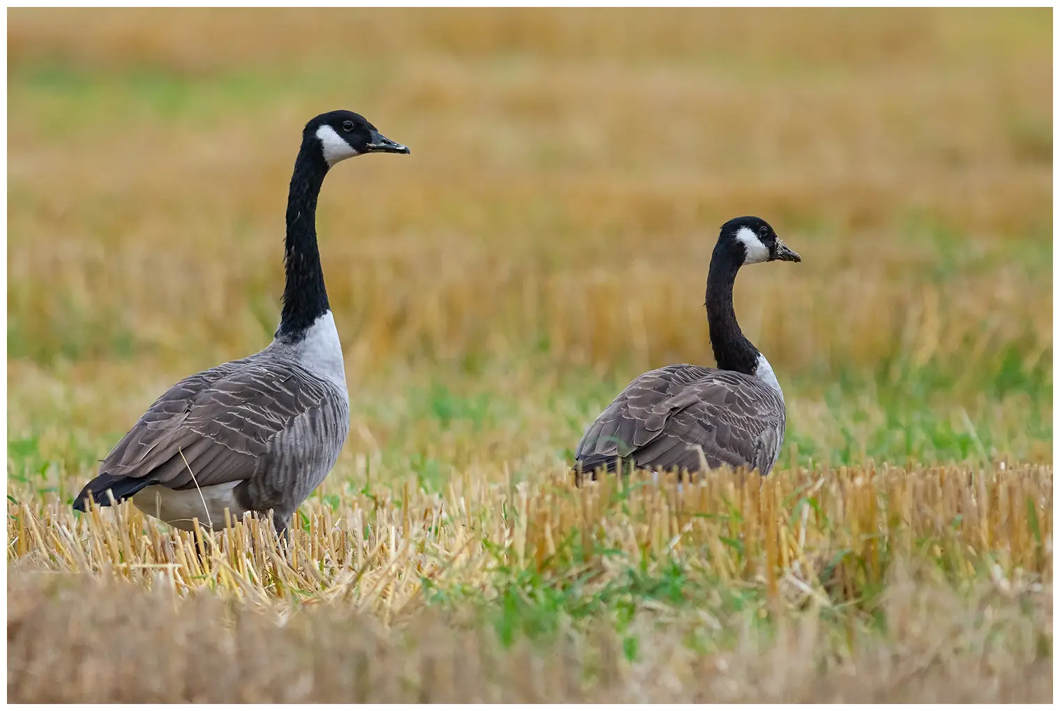 Atlantische Canadese Gans