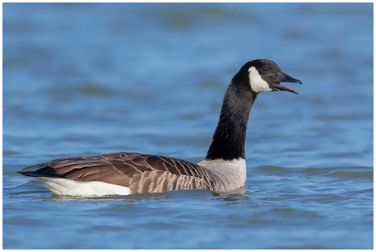 Atlantische Canadese Gans