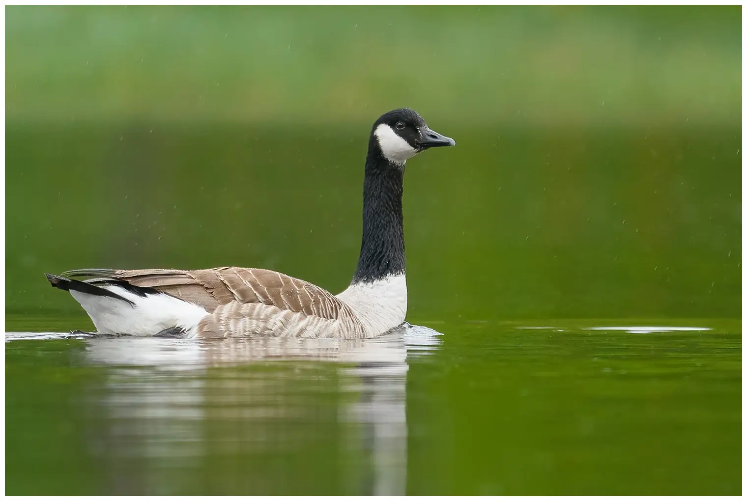 Atlantische Canadese Gans
