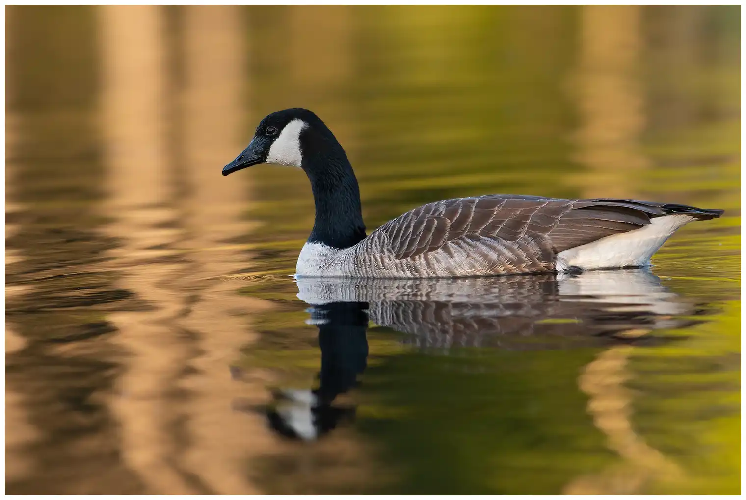Atlantische Canadese Gans