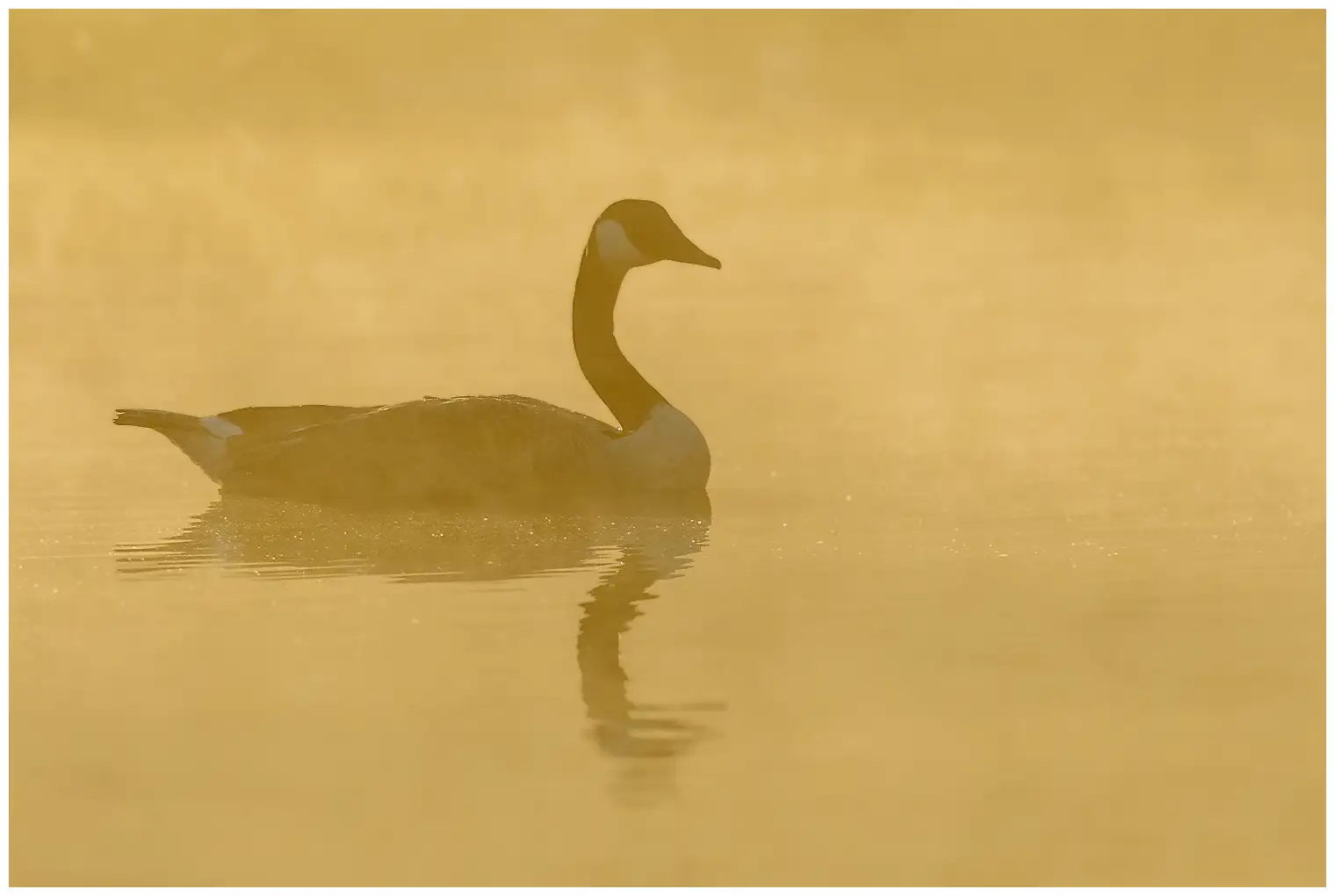 Atlantische Canadese Gans