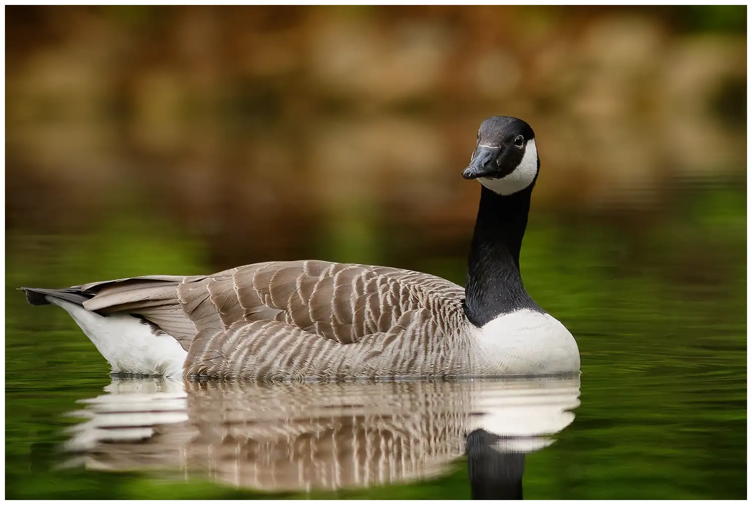 Atlantische Canadese Gans