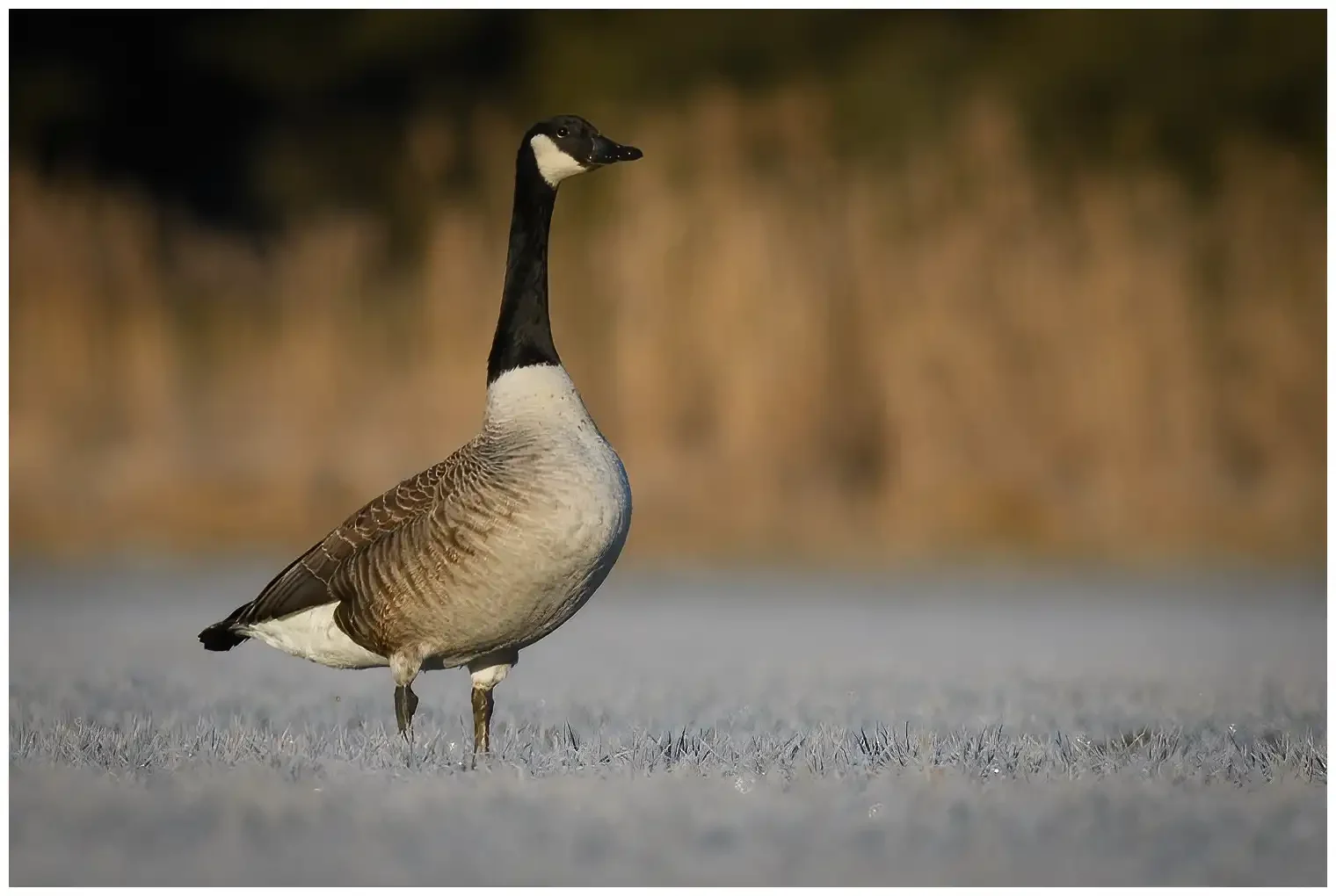 Atlantische Canadese Gans