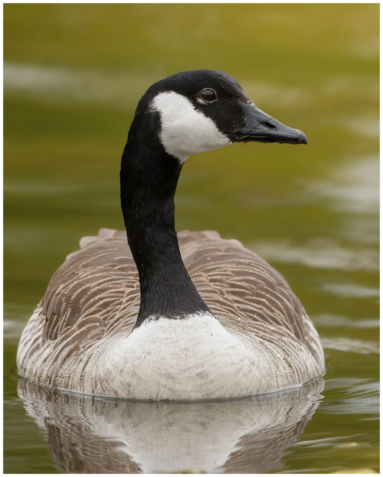 Atlantische Canadese Gans
