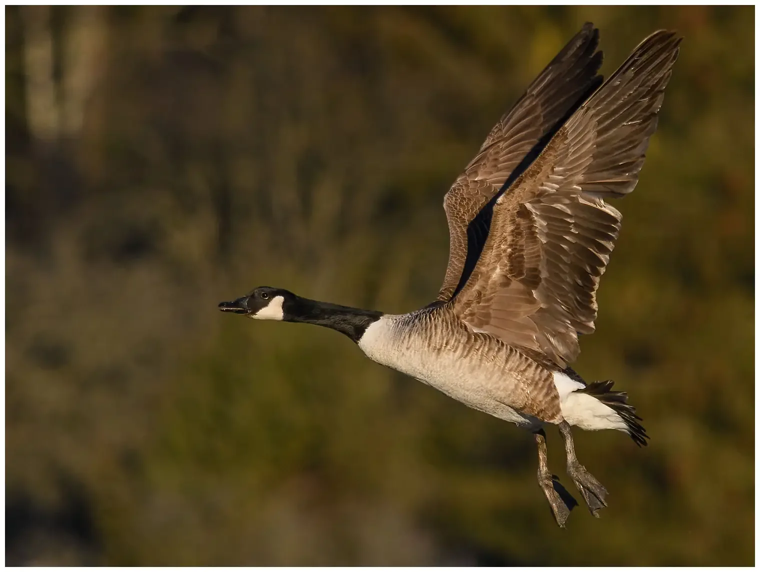 Atlantische Canadese Gans