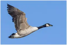 Atlantische Canadese Gans