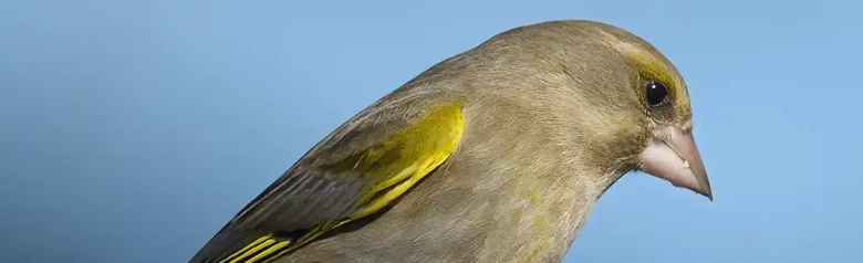 Groenling. De vogel zit op een tak en is een compacte, olijfgroene vink met een sterke snavel en een vrij korte staart.