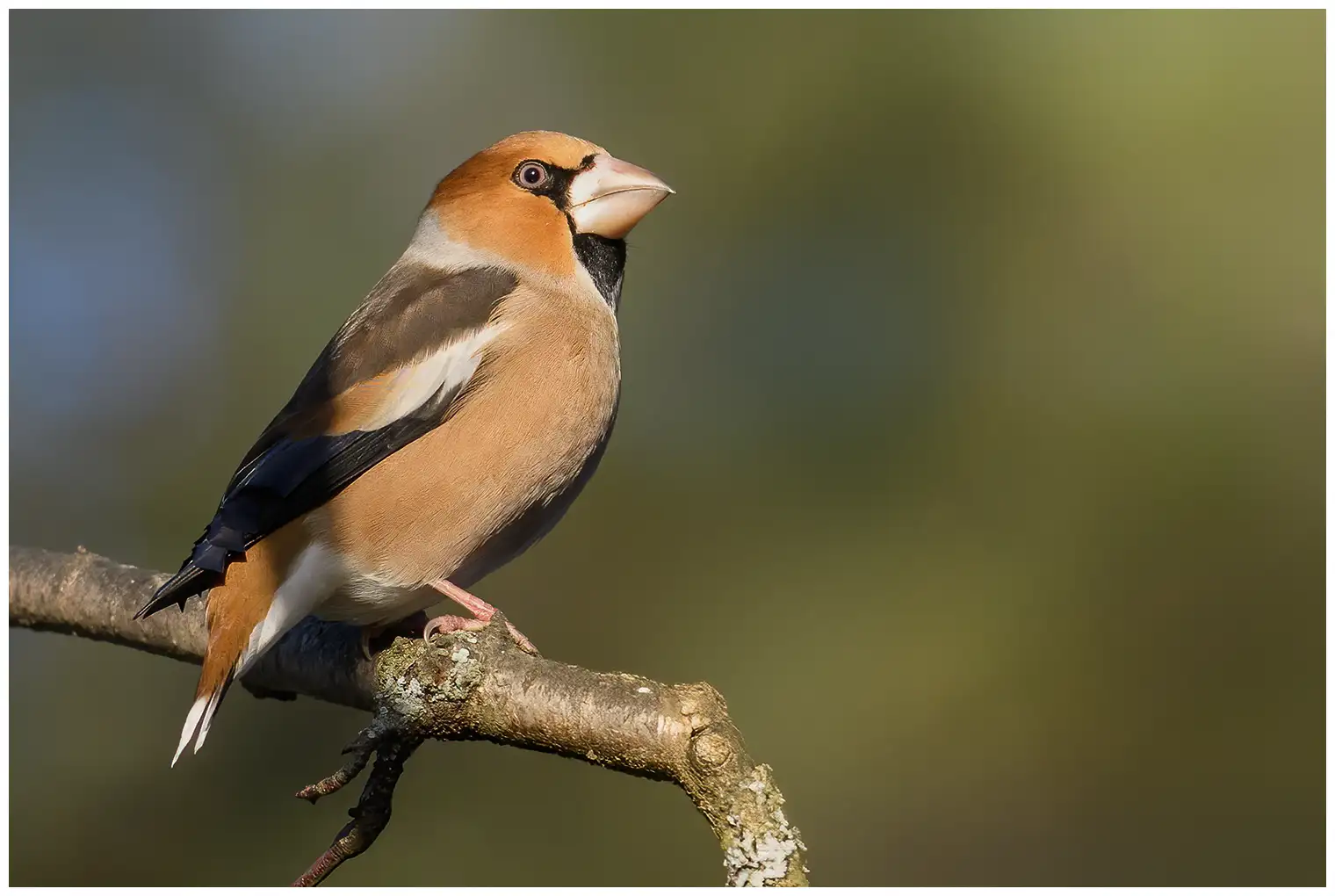 Appelvink