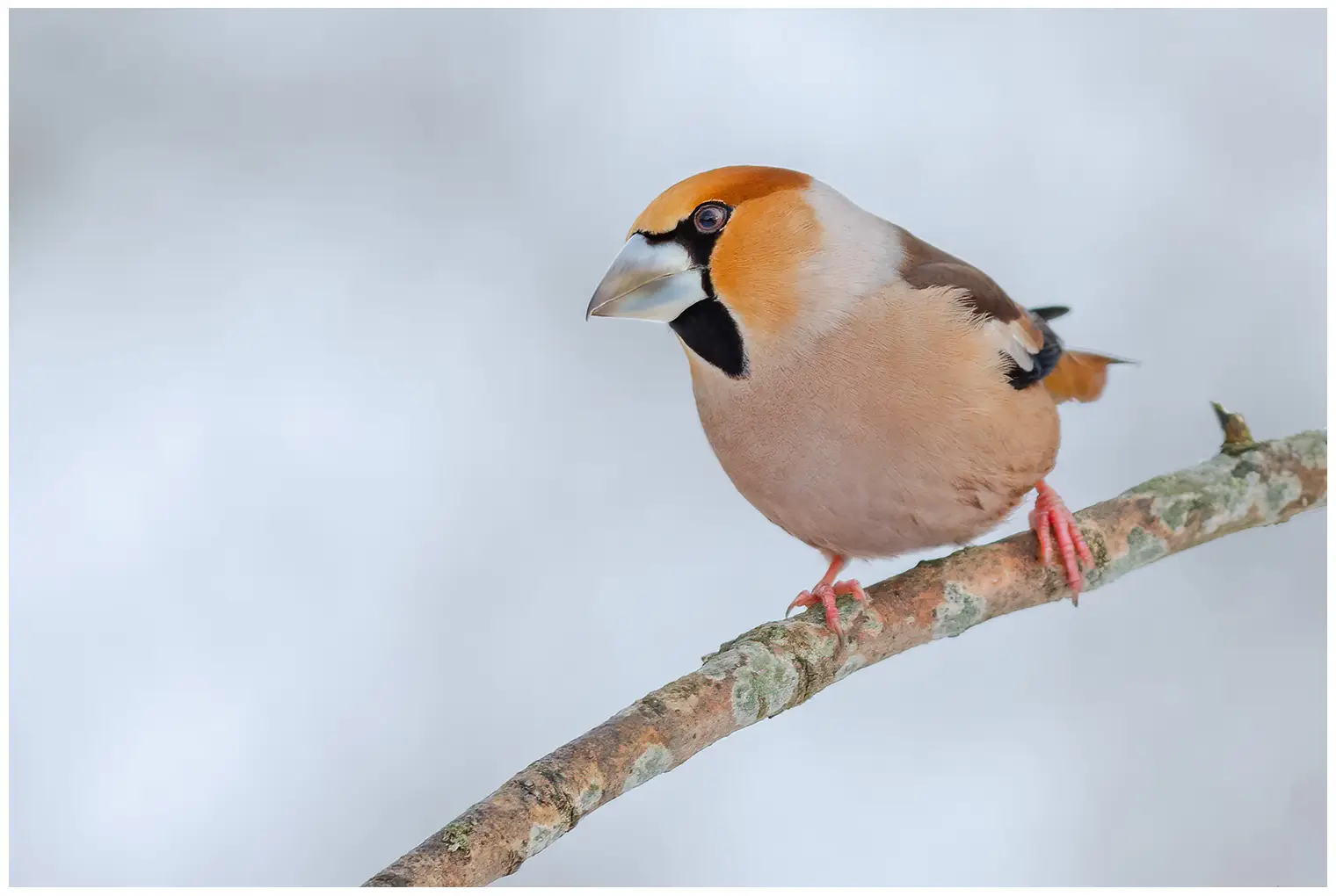Appelvink